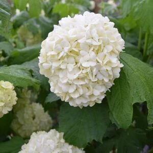 Viburnum opulus 'Roseum' 40-60 cm